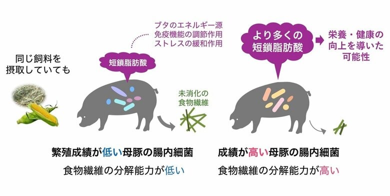 【摂南大学】健康な子豚をたくさん産む母豚の腸内細菌叢は食物繊維の分解が得意