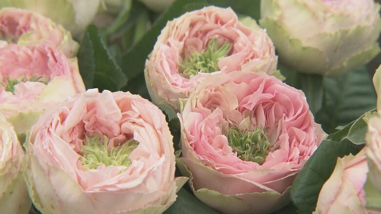 生産は“世界で唯一”1軒の農家だけ…花びらの中心が緑の希少なバラ「テアトロ」｜FNNプライムオンライン