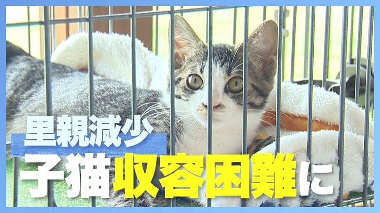 保護したくてもできない…里親減少で“子猫”の収容困難に 譲渡には手順踏むも「ぜひ会いに来て検討を」新潟｜FNNプライムオンライン