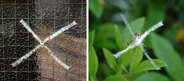 左:投稿された写真 右:別のコガタコガネグモ
