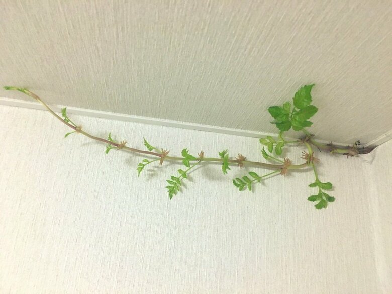 発見から13日目(8月20日)ツルはとどまることを知らずに伸び続けている