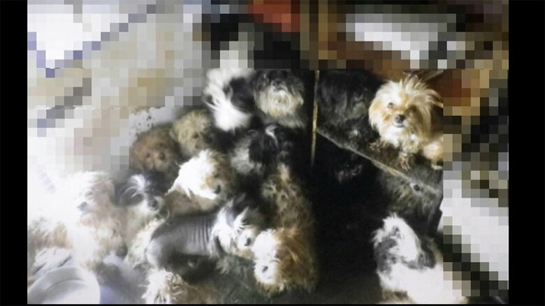 室内は、犬の排泄物が、そのまま放置されていたという(千葉県警提供)