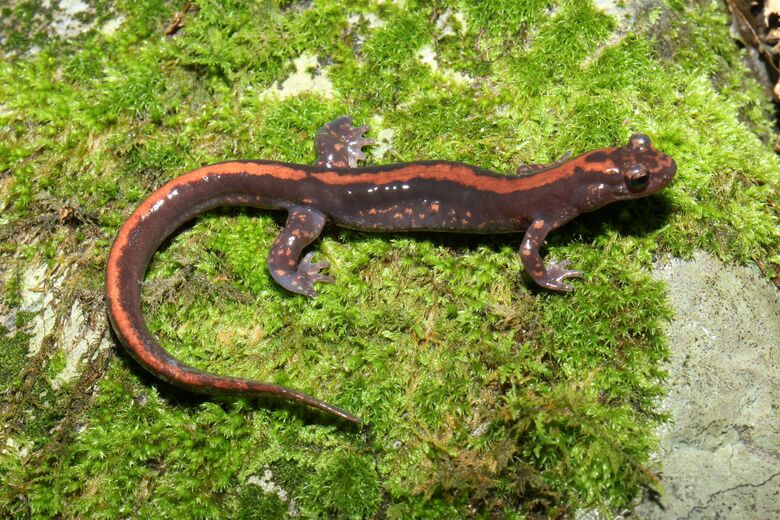 ホムラハコネサンショウウオの成体(写真提供:国立科学博物館)