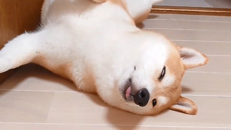 ドアストッパーの柴犬 仰向けで 白目 の寝姿がコワカワイイ ドアストッパーの柴犬 仰向けで 白目 の寝姿がコワカワイイ