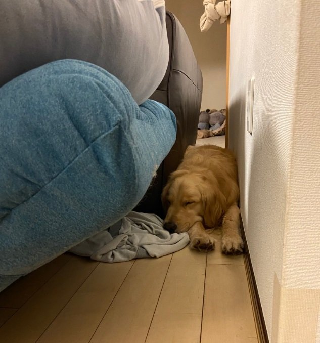 飼い主さんの服を持って逃げているうちに寝てしまったまるくんの図