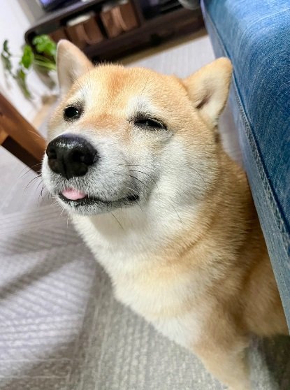 「撫でられ待ち」のお顔