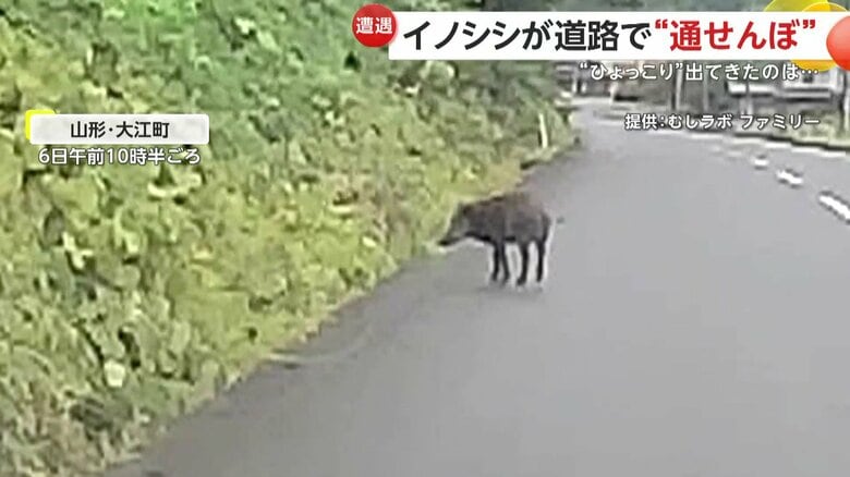 おしりをこちらに向けて、トコトコと歩くイノシシの姿（6日午前10時半頃、山形・大江町）