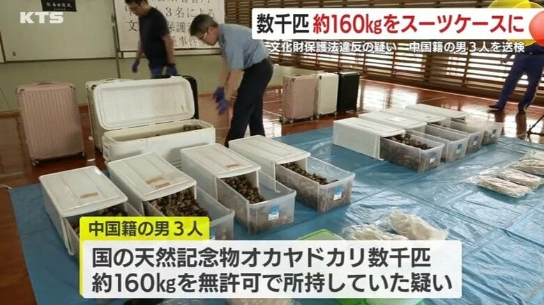 押収されたオカヤドカリ