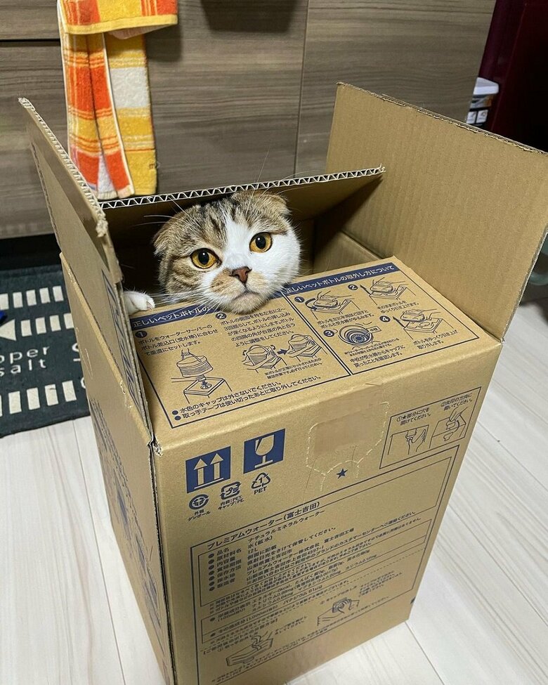 段ボール箱の中