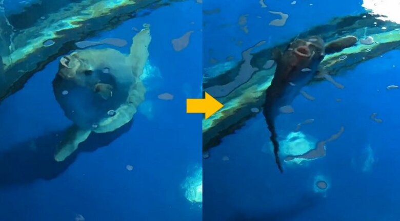 水面へ向かってくるマンボウ（提供：サンシャイン水族館）