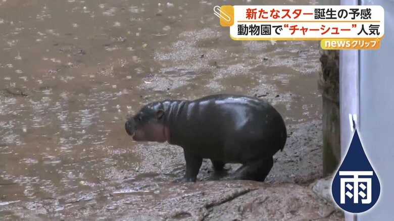 突然の雨に喜んだのか、元気に走り回る姿を見せてくれたムーデーン
