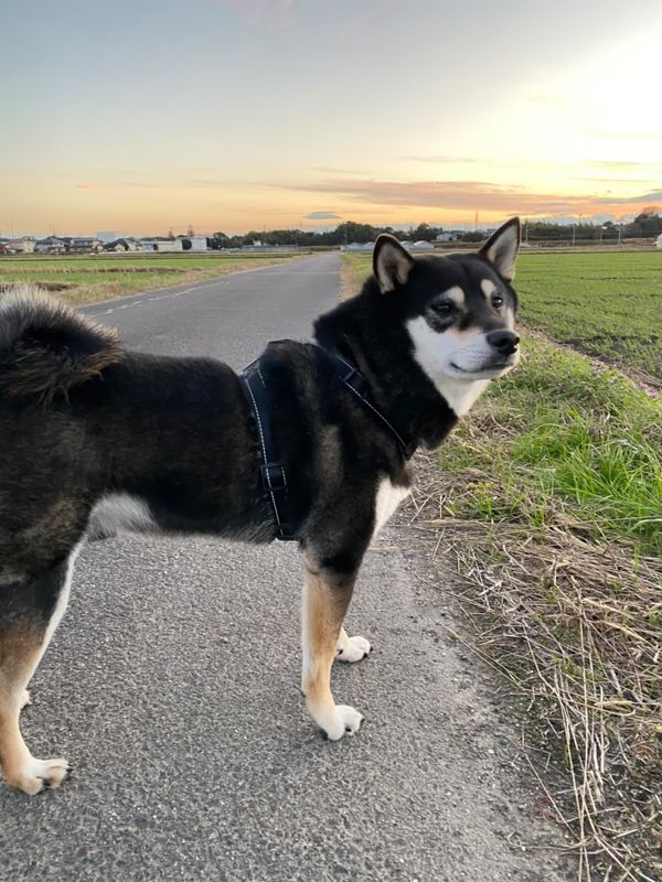 提供：柴犬むさしとこじろうさん