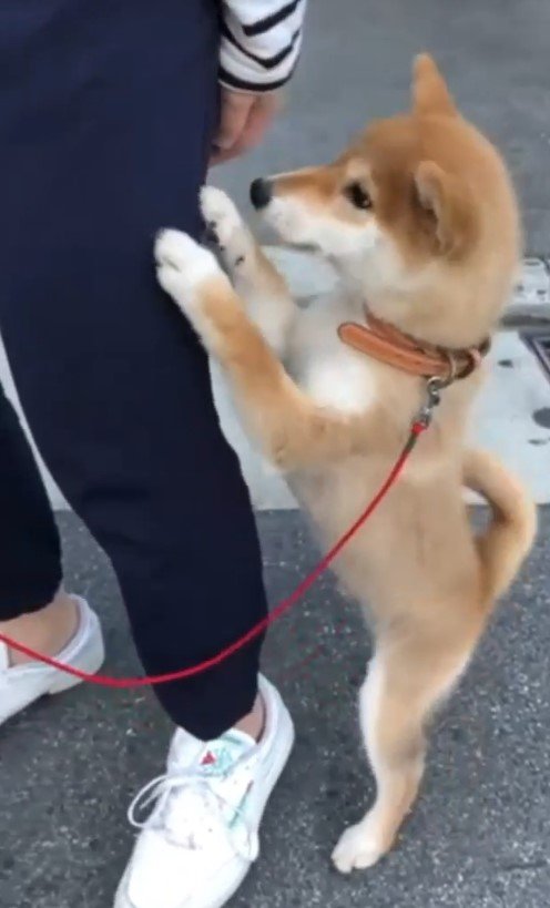 提供：torakichi602さん