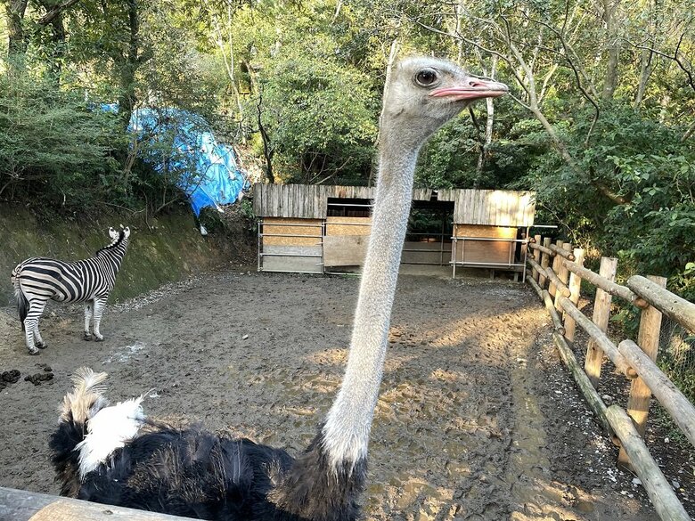 24歳・オスのキョウちゃん（提供：長崎バイオパーク）