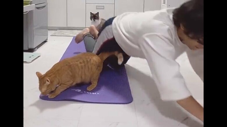 提供：たぬき&とらさん