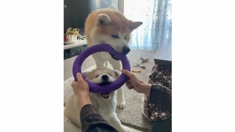輪っかのおもちゃで遊ぶ2匹