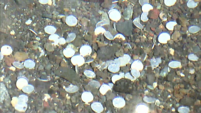 池に沈んだ大量のコイン