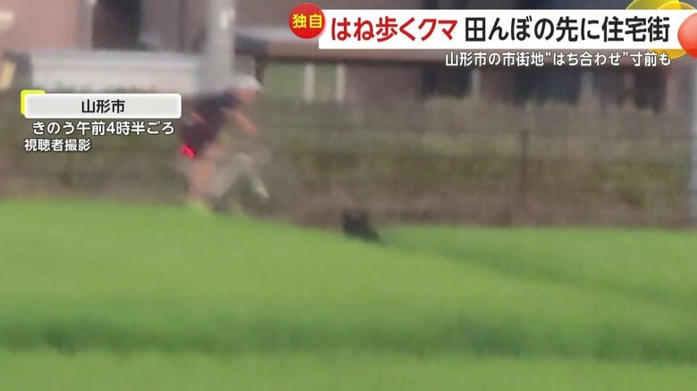 田んぼをはね歩くクマが自転車の男性とニアミスの瞬間⑦