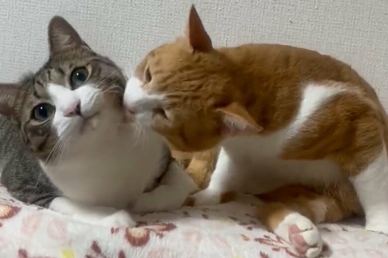 普段はきなこくんが毛繕いをするが