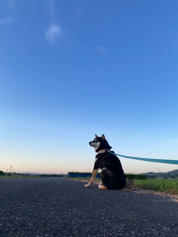 提供：柴犬むさしとこじろうさん