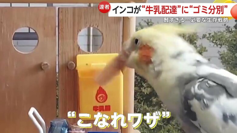 ベテラン配達員のような“こなれワザ”を見せたレイくん