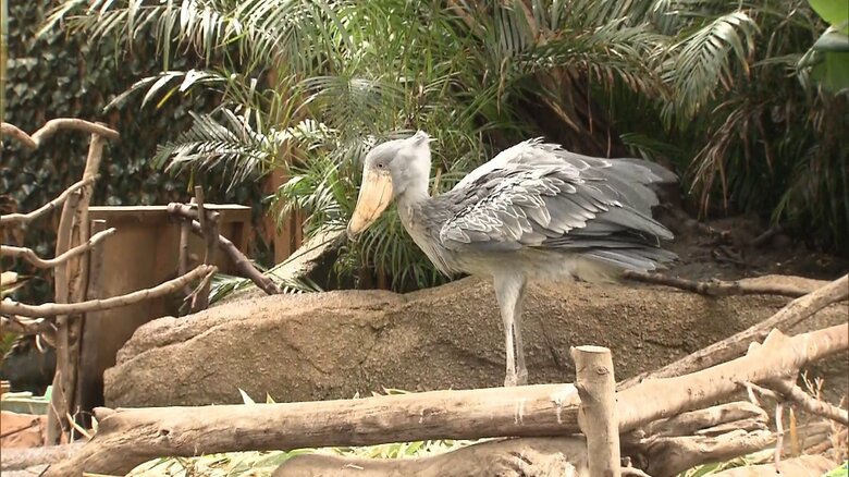 那須どうぶつ王国のハシビロコウ（令和2年（2020年）5月撮影）
秋篠宮さまは約1時間、ニホンライチョウやツシマヤマネコ、プレーリードッグなどを見て回られた