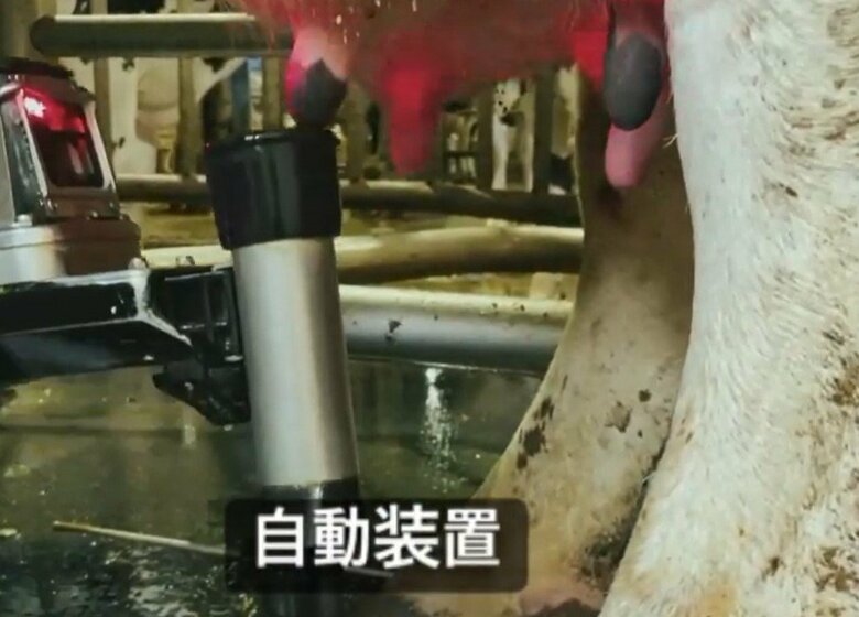 カメラとレーザー、アームで乳頭の位置を確認。安全に搾乳する