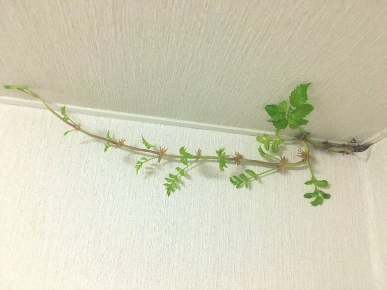 発見から13日目（8月20日）ツルはとどまることを知らずに伸び続けている