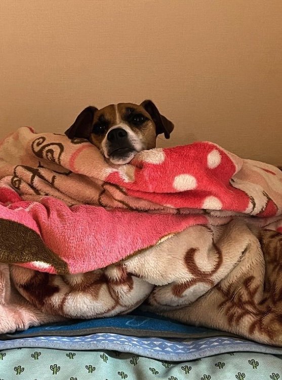 もなかくん（提供：あずもなさん）