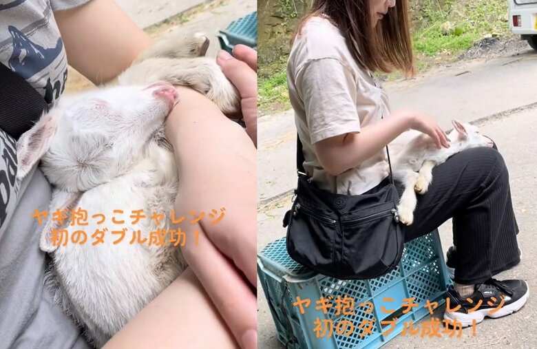 ダブル成功（提供：むつざわヤギ牧場）