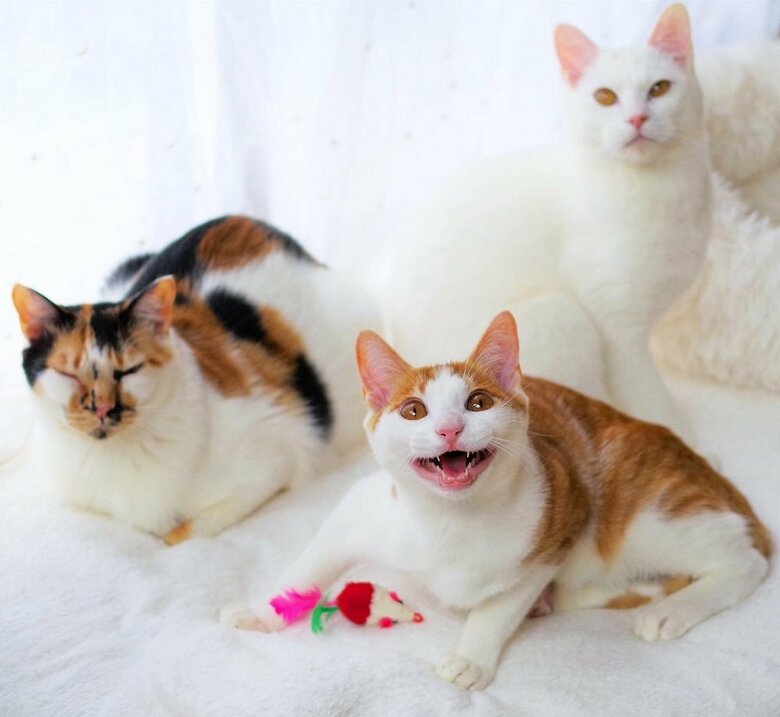 一緒に暮らしている猫と（中央：ニコくん）