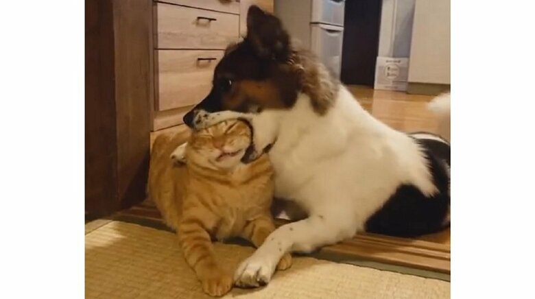 アグちゃんがパクリとしても、基本的にターコロくんは怒らないそう