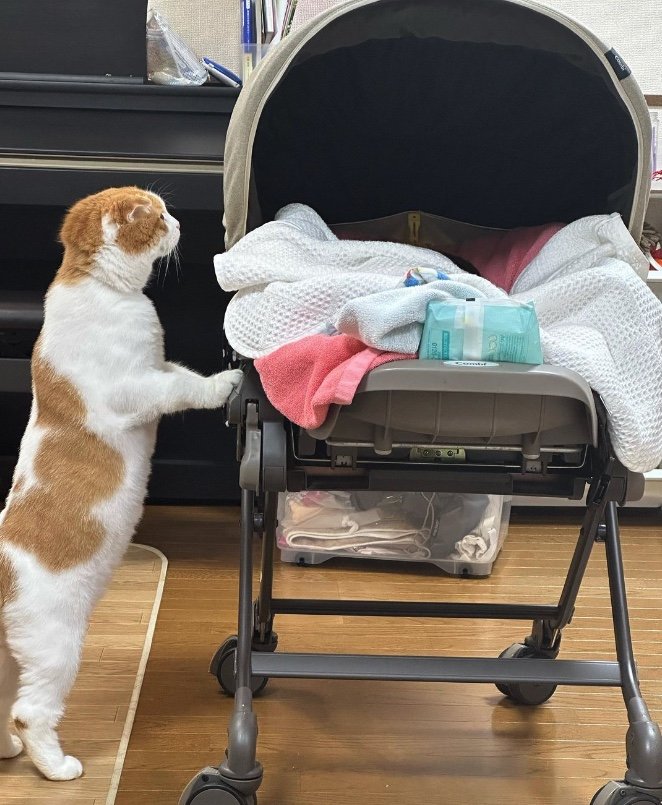 ゆいちゃんを見るみみりんくん（提供：エルモとみみりんさん）