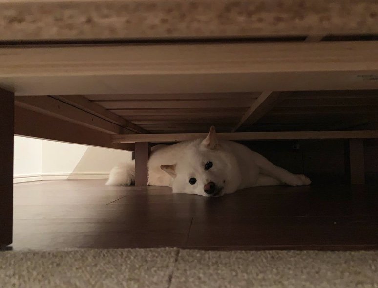 提供：ラッキーさん