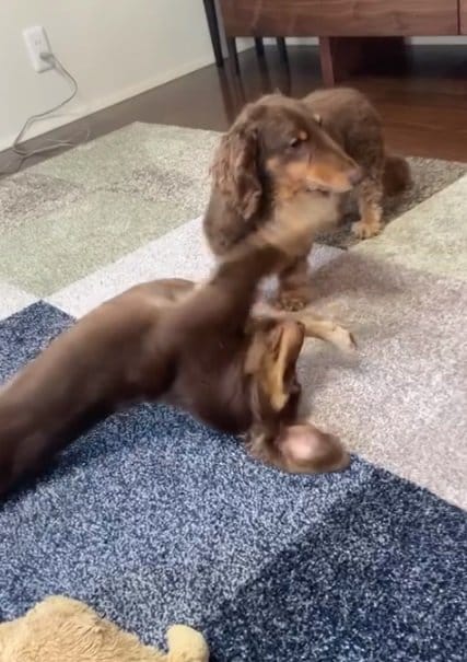 もっと遊んでほしそうなルクちゃん