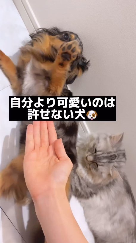 提供：チワックスの諭吉くん。さん