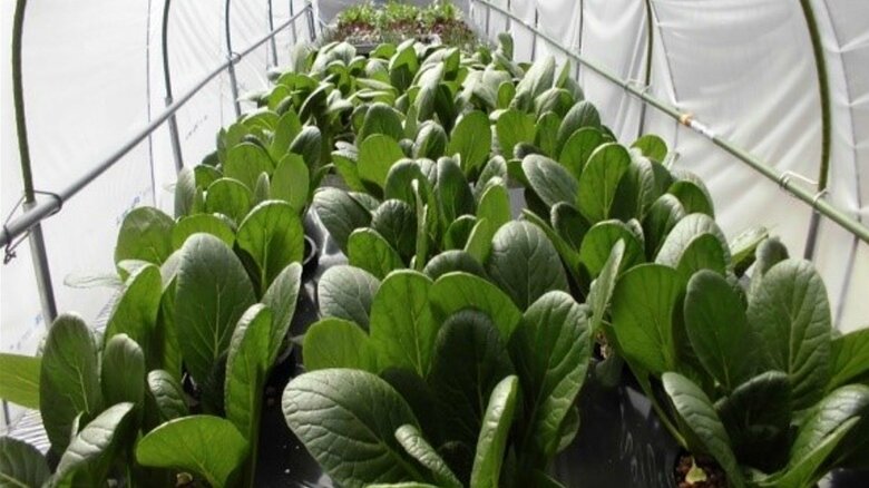 収穫物は従業員に無料配布している（提供：テクノシンセイ）