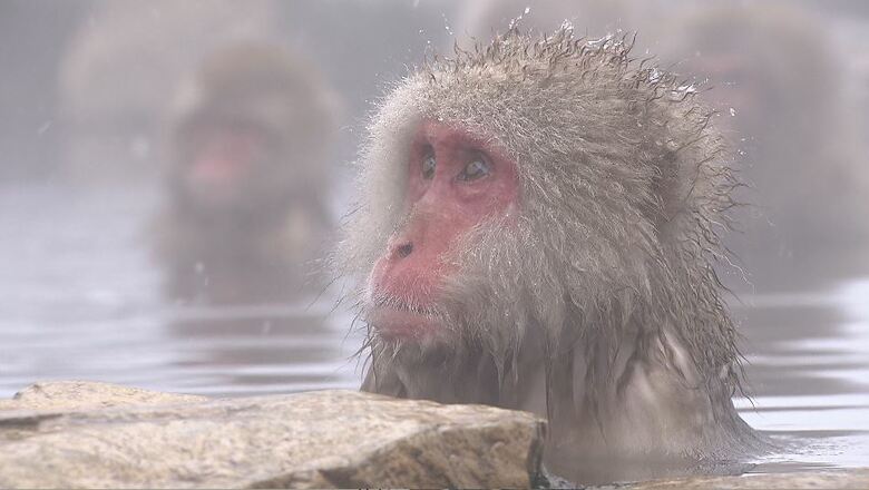 温泉につかるサル