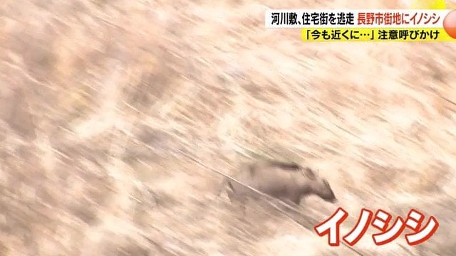 イノシシ