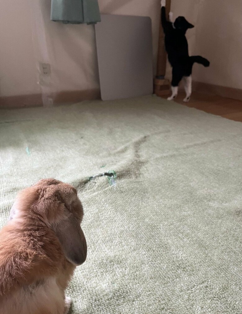 遠くからビビくんを見つめるキナオくん