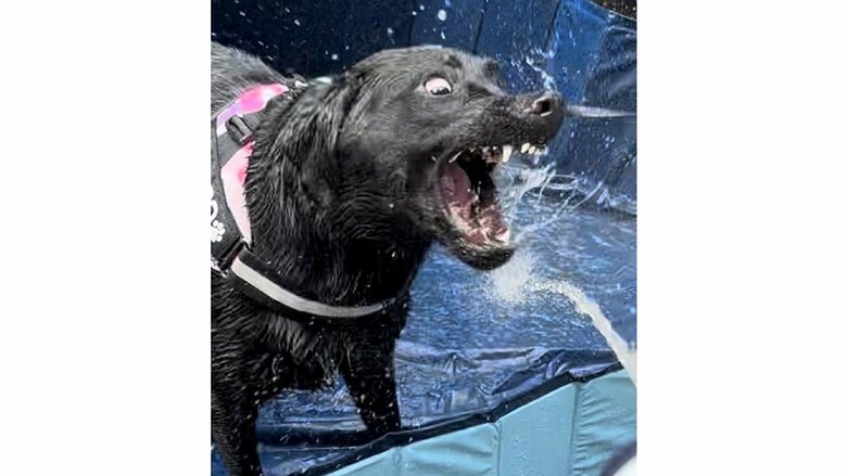 プールを楽しむぽこちゃん