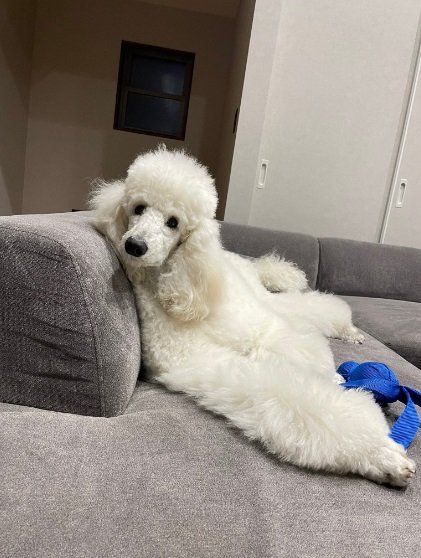 リラックス中のベルちゃん