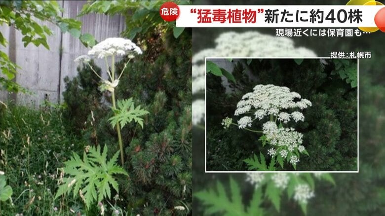 相次いで確認された猛毒植物とみられるバイカルハナウド（2日、北海道・札幌市の住宅街）