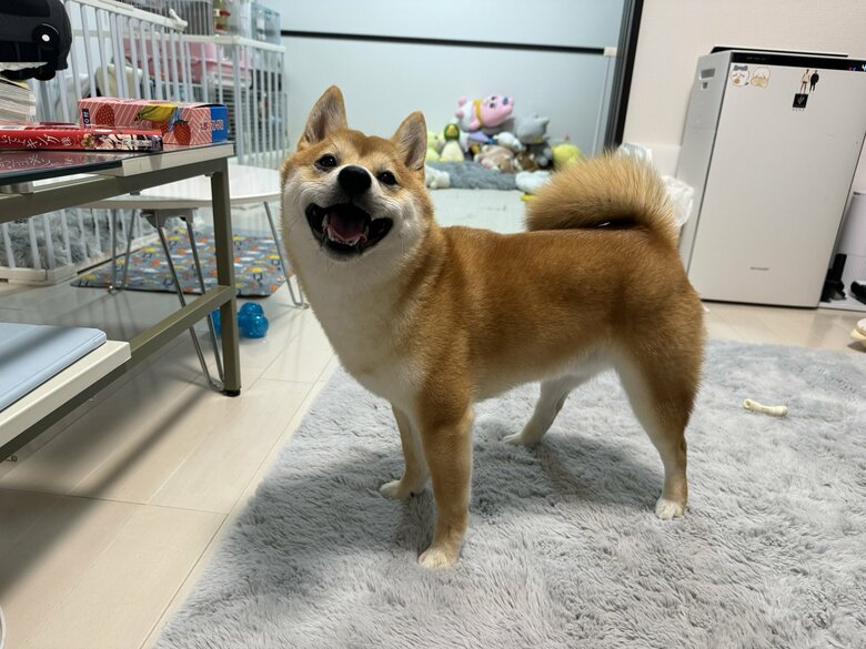 提供：わさび一族さん