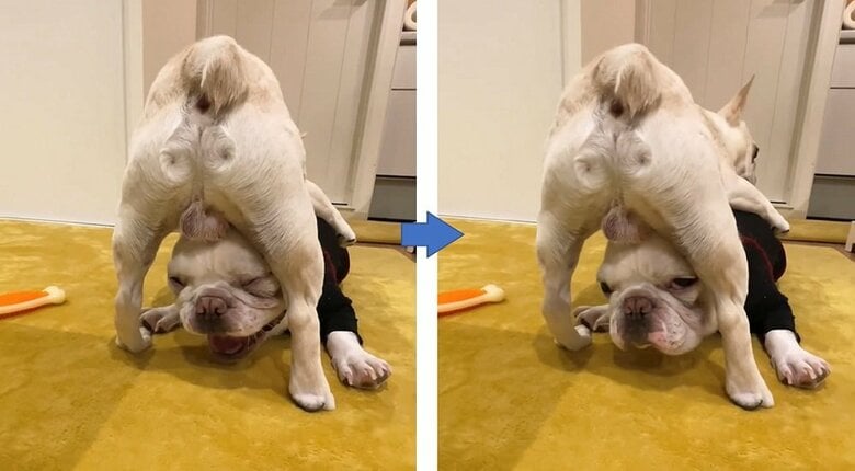 実は2匹による体勢だった