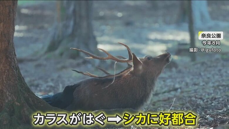 カラスがはがした皮を食べてしまった様子