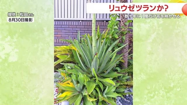 真ん中から花の茎が…