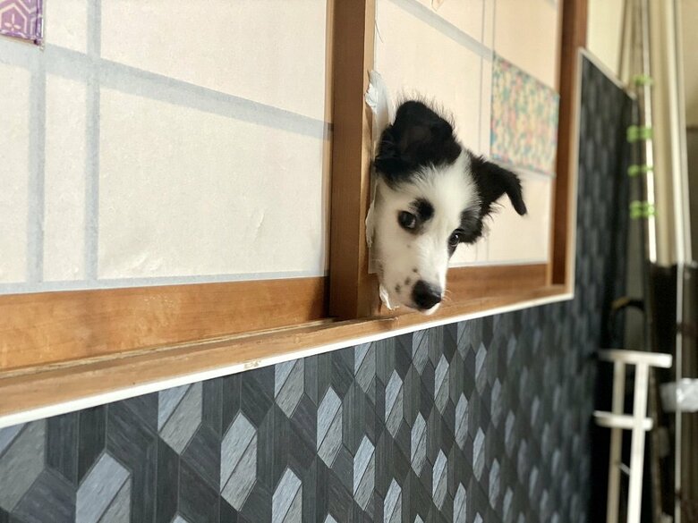 障子からひょっこりヤンチャな様子