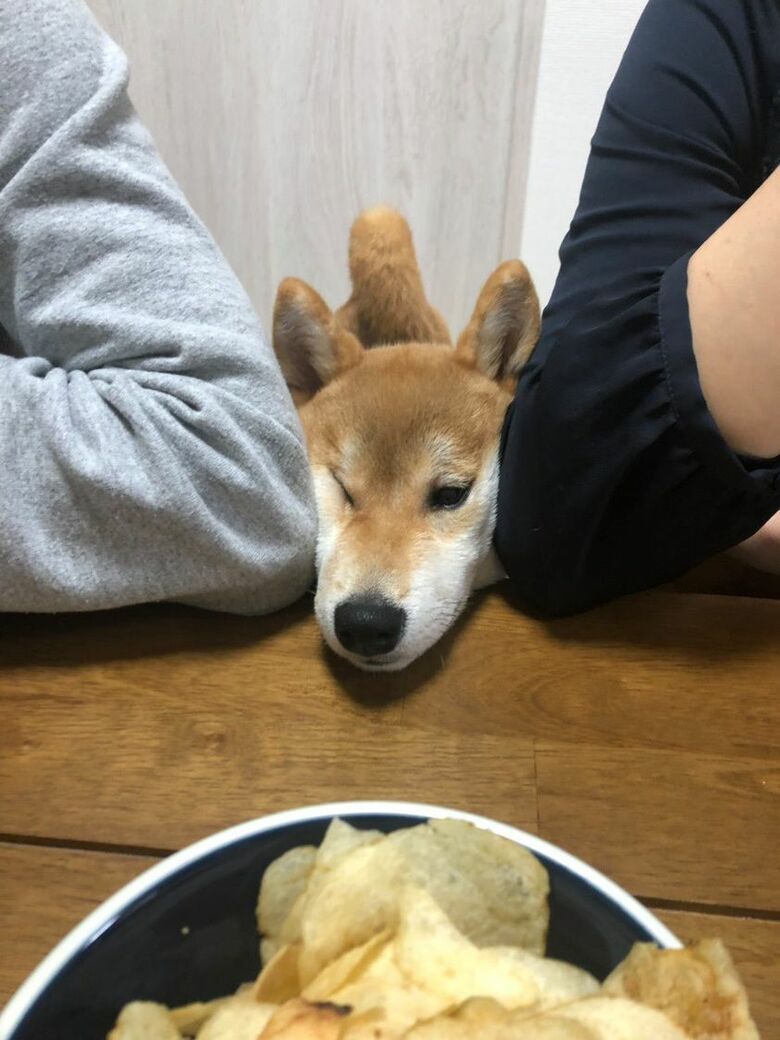 ポテチを狙っている（提供：torakichi602さん）