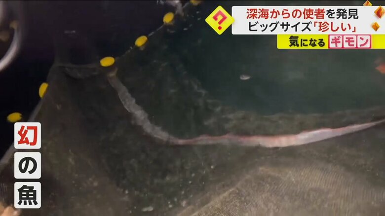 福井・小浜市の海で発見された幻の魚「リュウグウノツカイ」